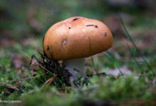 Svamppromenad till Fornborgarna